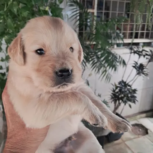 Golden retriever