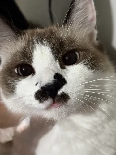 DOAÇÃO DE GATA FÊMEA