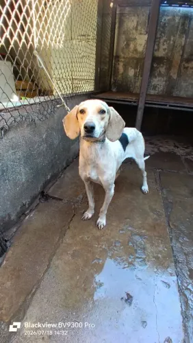 Cadela beagle com americano caça javali