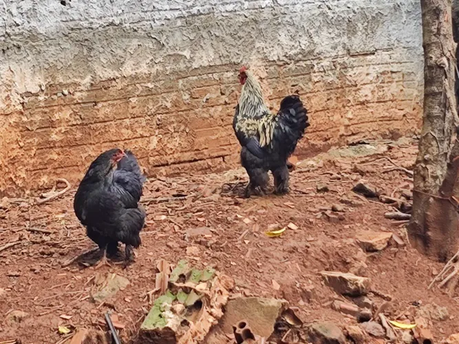Galinha brama e peru macho