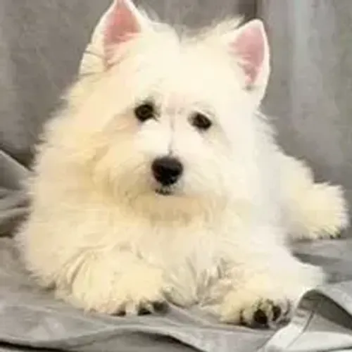 West Terrier Filhote Branco Muito Alegre