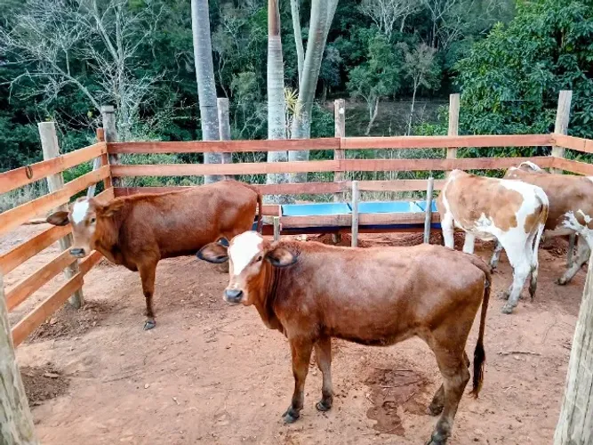 4 Fêmeas Simental × Nelore - 3 anos - aprox. 400 kg cada