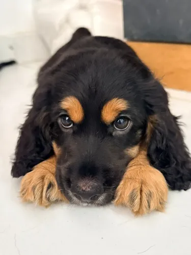 Filhotes Cocker Spaniel