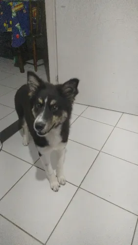 Cachorro