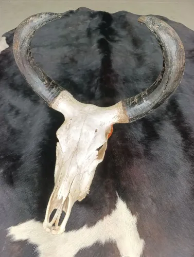 Cabeça Guzerá