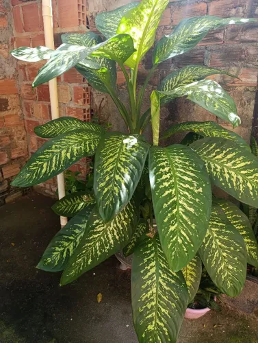 Planta