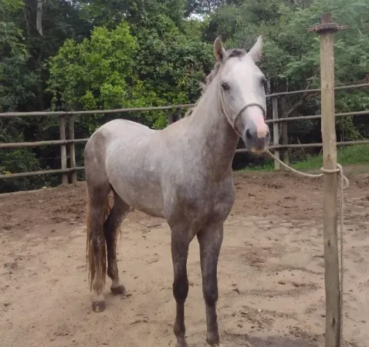 Potro mangalarga, registro provisório , e anos , inicio de doma, 