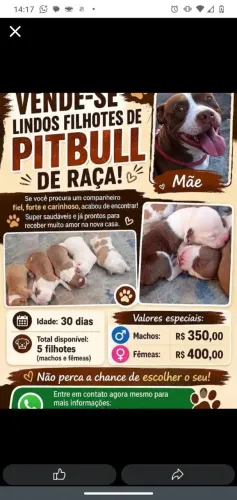 Filhotes de Pitbull disponíveis para venda somente machos disponível para venda 350 reais