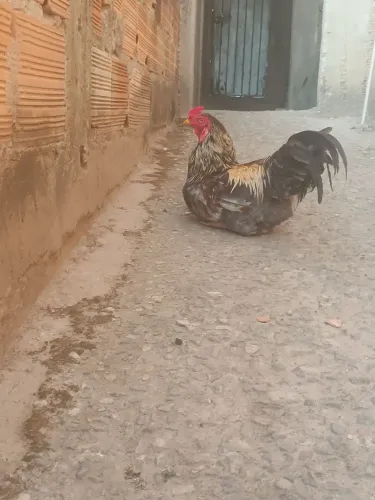 Galo indo