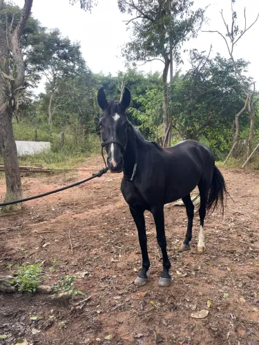 Egua Preta registrada