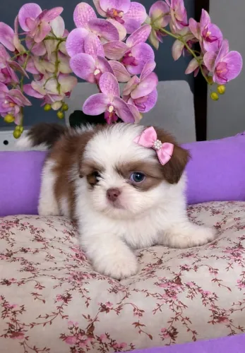Shihtzu Femea Tricolor