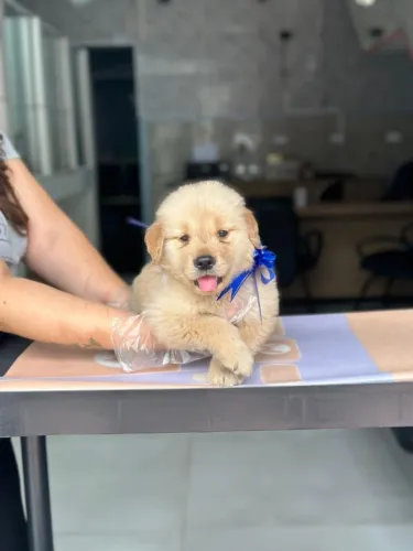 Golden Retriever Filhote | 1ª Vacina + Garantia em Contrato