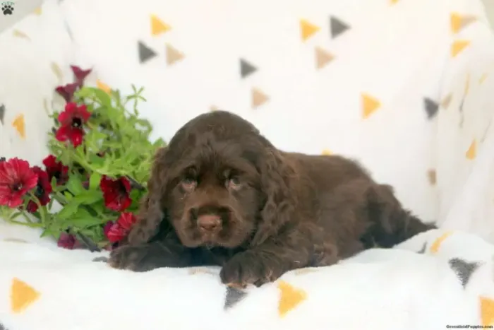 ?Filhotes de Cocker Spaniel Inglês - pronta entrega?