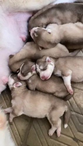 Husky siberiano 