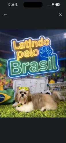 Filhotes de shih tzu