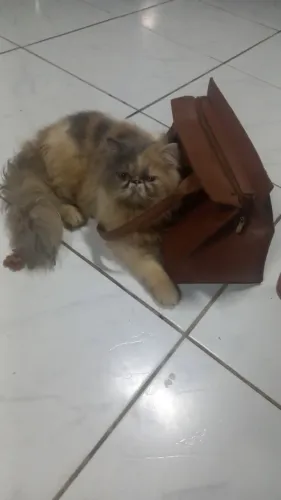 Procura Gato persa para cruza