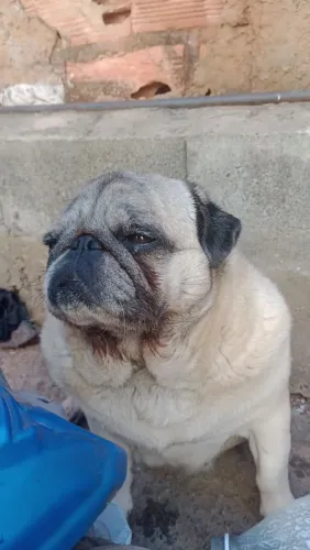Cachorro 