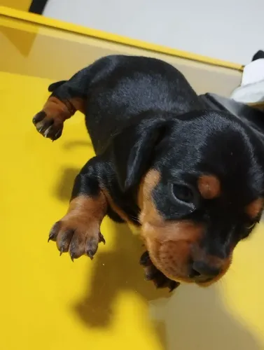 Filhotes de Dachshund a Venda