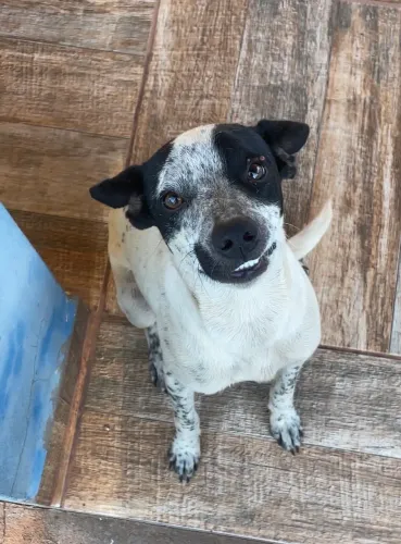 Cadelinha para adoção