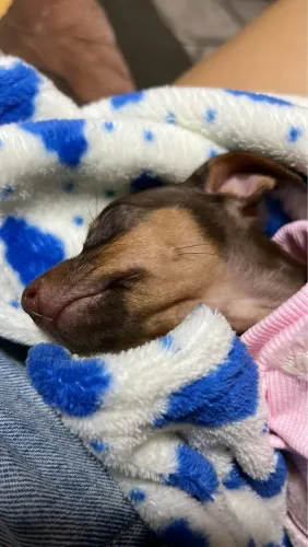 Pinscher mini 