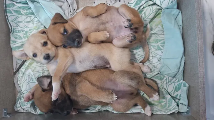 Cachorro ? 
