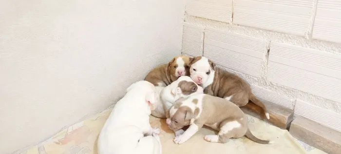 Filhotes de American bully disponível