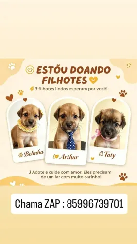 Filhotes para doação!
