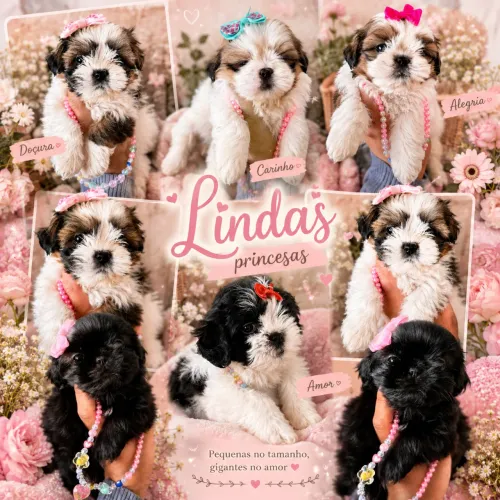 Shih tzu fêmeas - só fêmeas filhotes 
