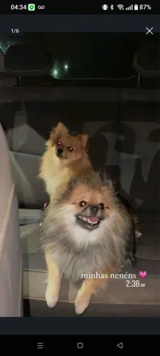 Spitz alemão tamanho pequeno