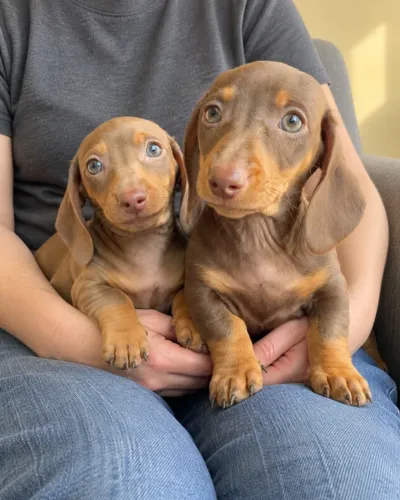 Chocolate sobre quatro patinhas: conheça nossos Dachshunds