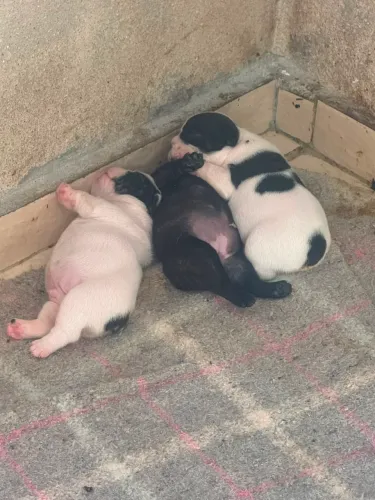 Buldog