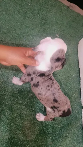 Venda de cachorro 