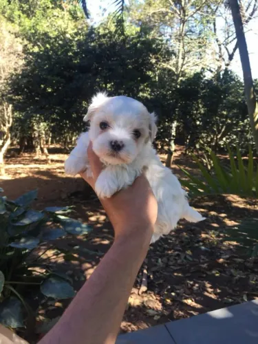 Fofura branquinha em quatro patas ? Maltês até 12x sem juros