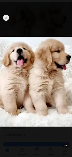 Filhotes de Golden Retriever! ÚLTIMOS!