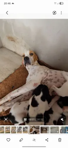 Pointer Inglês doação 