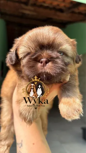 Shihtzu