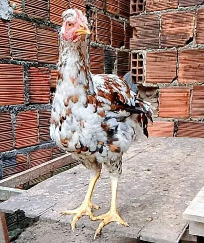 Frango GSB