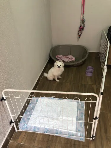 Cercado pet 3 módulos + portão? 3 metros tudo