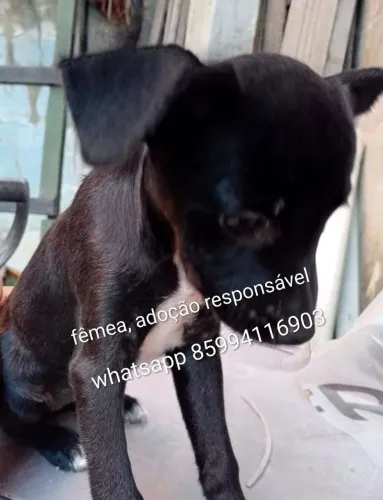 Cachorros fofos pra adoção responsável 