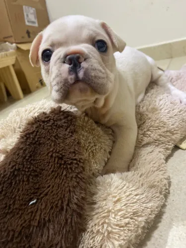 Filhotes de Buldogue Francês ?