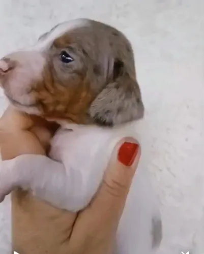 filhote dachshund machinho feminha basset salsicha 