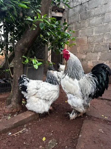Pintinhos de Brahma Light
