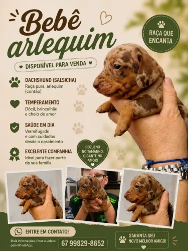 Filhote salsicha arlequim