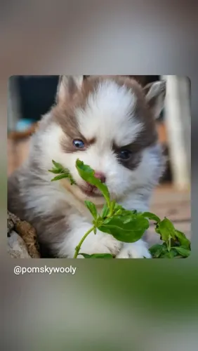 Pomsky F2 legítimo 