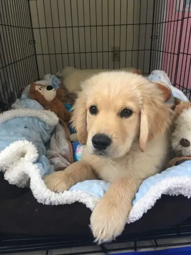 Filhotes de Golden Retriever | Filhotes que conquistam pela fofura!