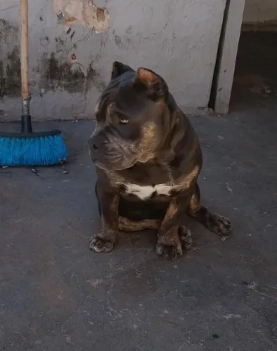 Vendo cachorro Pit Monster