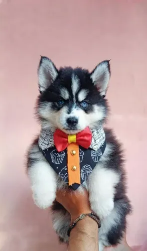 Husky siberiano macho pelagem Wolly com pedigree 