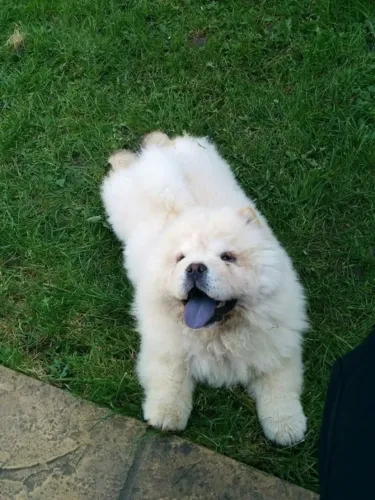 Chow Chow confira os filhotes disponíveis em nosso whats