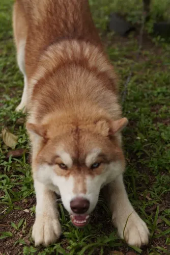 Huskys Siberianos