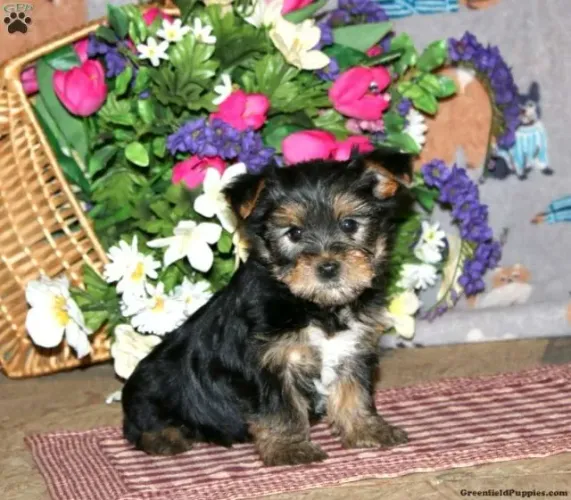 Yorkshire mini - pequeno e elegante